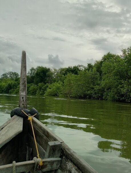 Mangrove